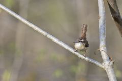 Carolina Wren, Thryothorus ludovicianus