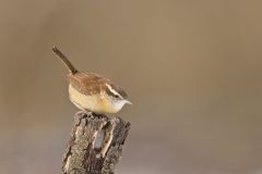 Carolina Wren, Thryothorus ludovicianus