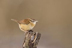 Carolina Wren, Thryothorus ludovicianus