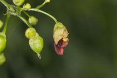 Carpenter's Square, Scrophularia marilandica