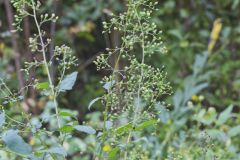 Carpenter's Square, Scrophularia marilandica