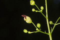 Carpenter's Square, Scrophularia marilandica