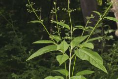 Carpenter's Square, Scrophularia marilandica