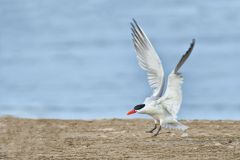 Caspian Tern, Hydroprogne caspia