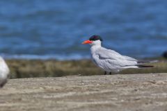 Caspian Tern, Hydroprogne caspia