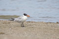 Caspian Tern, Hydroprogne caspia