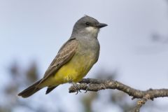 Cassin's Kingbird, Tyrannus vociferans