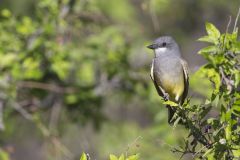 Cassin's Kingbird, Tyrannus vociferans