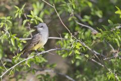 Cassin's Kingbird, Tyrannus vociferans