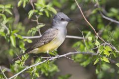 Cassin's Kingbird, Tyrannus vociferans