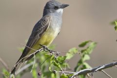 Cassin's Kingbird, Tyrannus vociferans