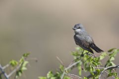 Cassin's Kingbird, Tyrannus vociferans