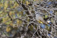 Cassin's Kingbird, Tyrannus vociferans