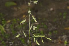 Catchfly Grass, Leersia lenticularis