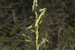 Catchfly Grass, Leersia lenticularis