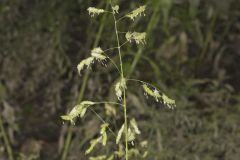 Catchfly Grass, Leersia lenticularis