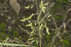 Catchfly Grass, Leersia lenticularis