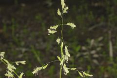 Catchfly Grass, Leersia lenticularis