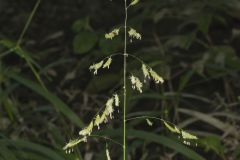 Catchfly Grass, Leersia lenticularis