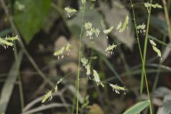 Catchfly Grass, Leersia lenticularis