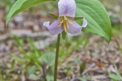 Catesby's Trillium, Trillium catesbaei