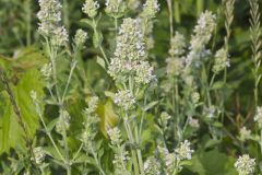 Catnip, Nepeta cataria