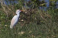 Cattle Egret, Bubulcus ibis