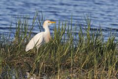 Cattle Egret, Bubulcus ibis