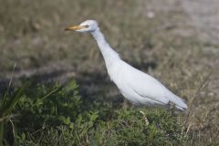 Cattle Egret, Bubulcus ibis