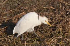 Cattle Egret, Bubulcus ibis