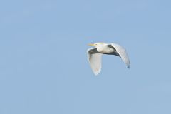 Cattle Egret, Bubulcus ibis