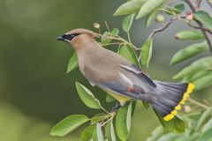 Cedar Waxwing, Bombycilla cedrorum