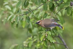 Cedar Waxwing, Bombycilla cedrorum