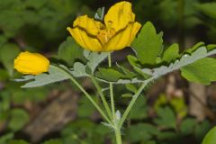 Celandine Poppy, Stylophorum diphyllum