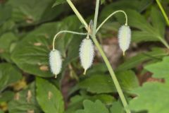 Celandine Poppy, Stylophorum diphyllum
