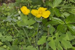 Celandine Poppy, Stylophorum diphyllum