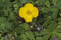 Celandine Poppy, Stylophorum diphyllum