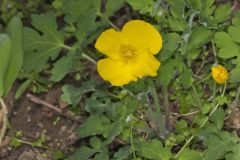 Celandine Poppy, Stylophorum diphyllum