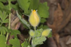 Celandine Poppy, Stylophorum diphyllum