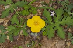 Celandine Poppy, Stylophorum diphyllum