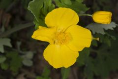 Celandine Poppy, Stylophorum diphyllum