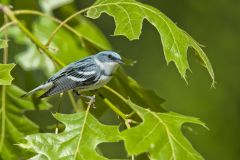 Cerulean Warbler, Setophaga cerulea