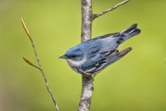 Cerulean Warbler, Setophaga cerulea