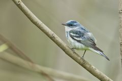 Cerulean Warbler, Setophaga cerulea