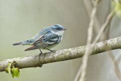 Cerulean Warbler, Setophaga cerulea