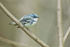 Cerulean Warbler, Setophaga cerulea