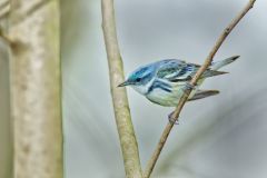 Cerulean Warbler, Setophaga cerulea