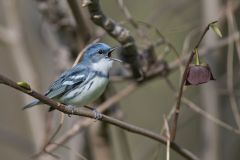 Cerulean Warbler, Setophaga cerulea