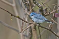 Cerulean Warbler, Setophaga cerulea