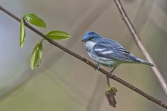 Cerulean Warbler, Setophaga cerulea